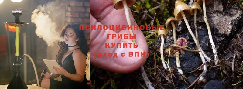 ОМГ ОМГ ссылка  сколько стоит  Узловая  Галлюциногенные грибы Psilocybine cubensis 